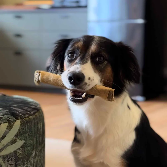 Ozami Häststick Medium Wrapped 20 cm