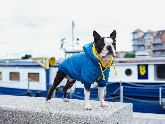 Pathfinder Insulated Panel - Blå Hundjacka