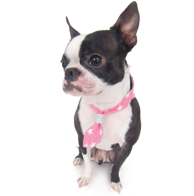 Peace Star Scarf Pink