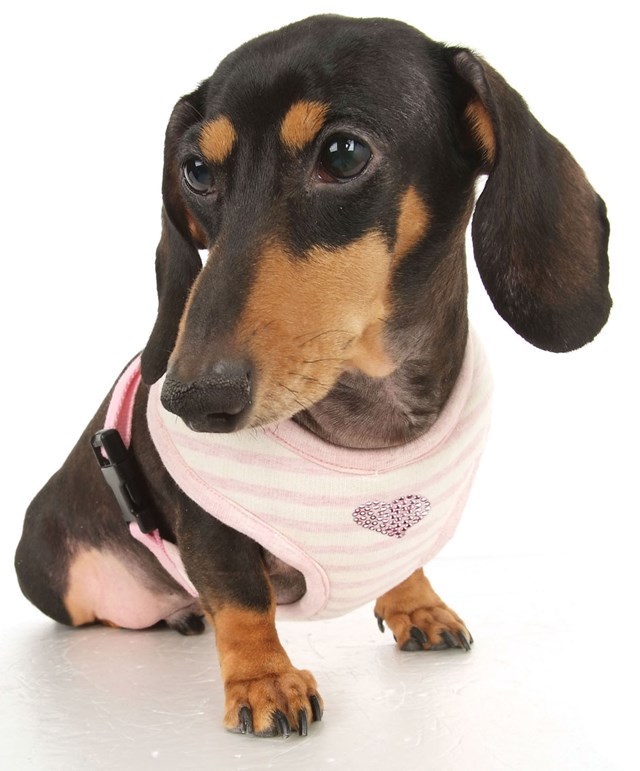 Stripey Heart - Rosa Sele och Koppel XL