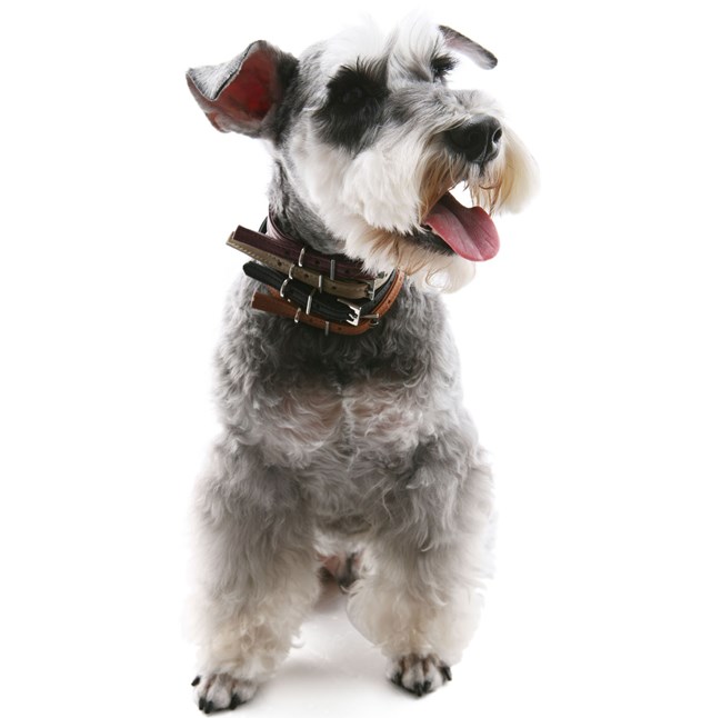 Original Basic Halsband + Koppel Mörkblå