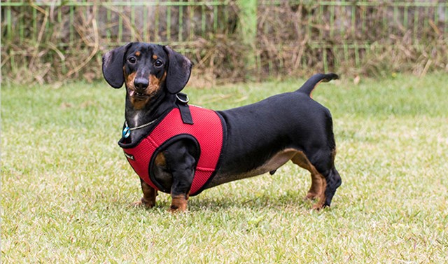 SOFT VEST Red - Hundsele