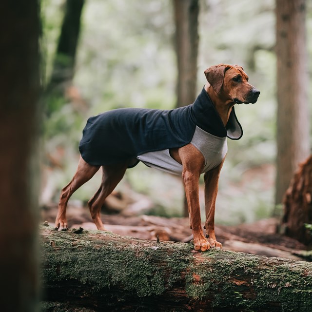 Recovery Winter Shirt - Grå Hundtröja i ullmix