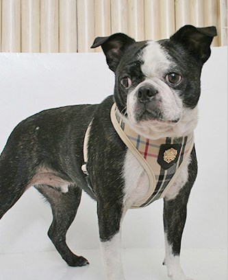 Junior Beige - Hundsele