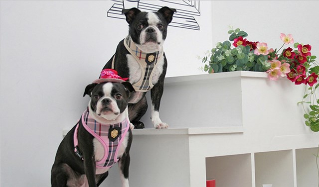 Junior Pink - Hundsele