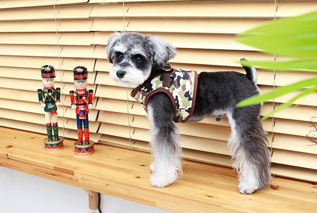 Legend Brown - Jacket Hundsele