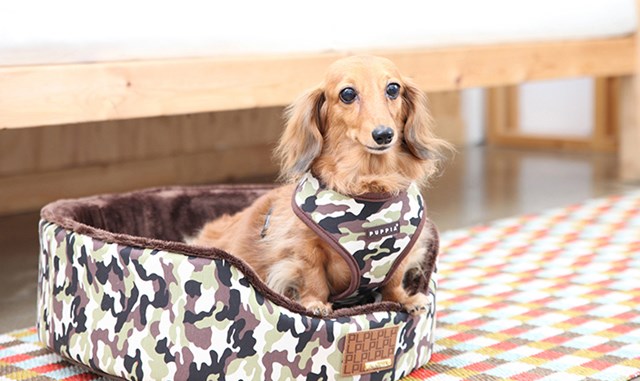 Legend Brown - Hundsele