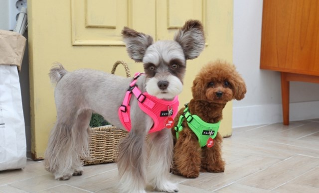 NEON SOFT Pink - Step-in Hundsele LARGE