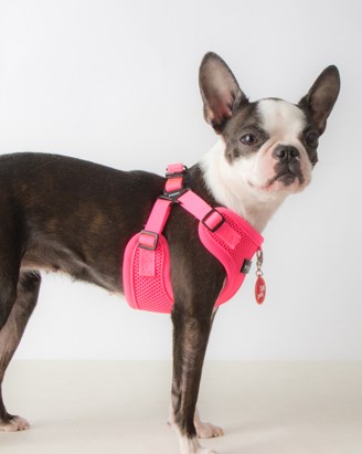 NEON SOFT Pink - Step-in Hundsele LARGE