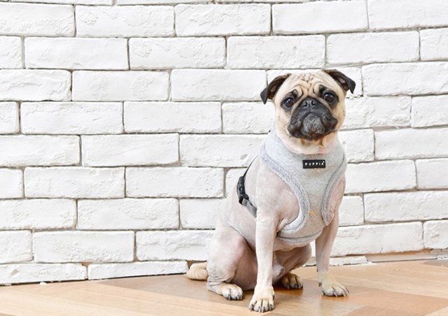 Gia ML. Grey - Fodrad Hundsele