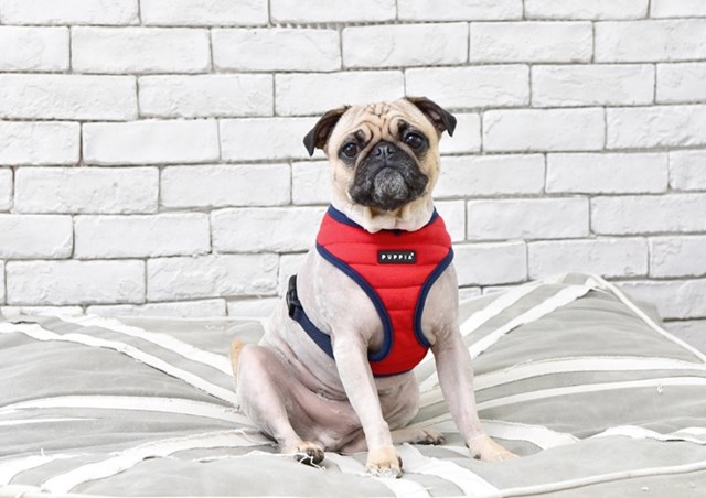 Mischief Red - Hundsele