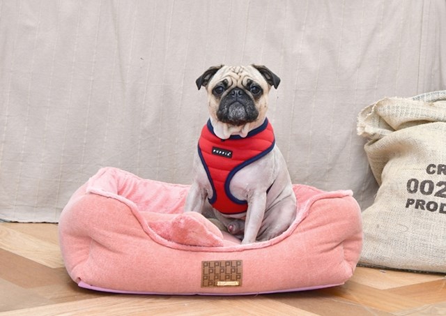 Mischief Red - Hundsele