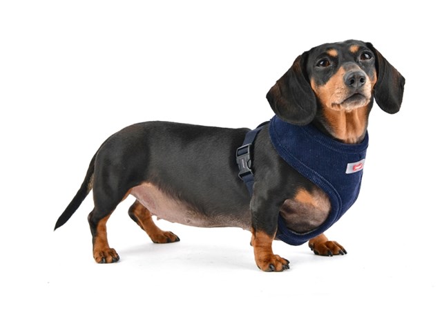 Classy Dark Grey - Hundsele