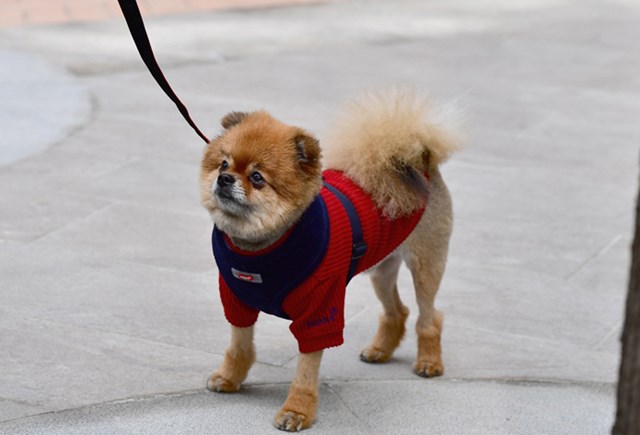 Classy Navy - Hundsele