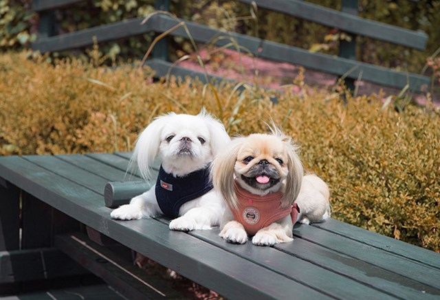 Classy Navy - Hundsele