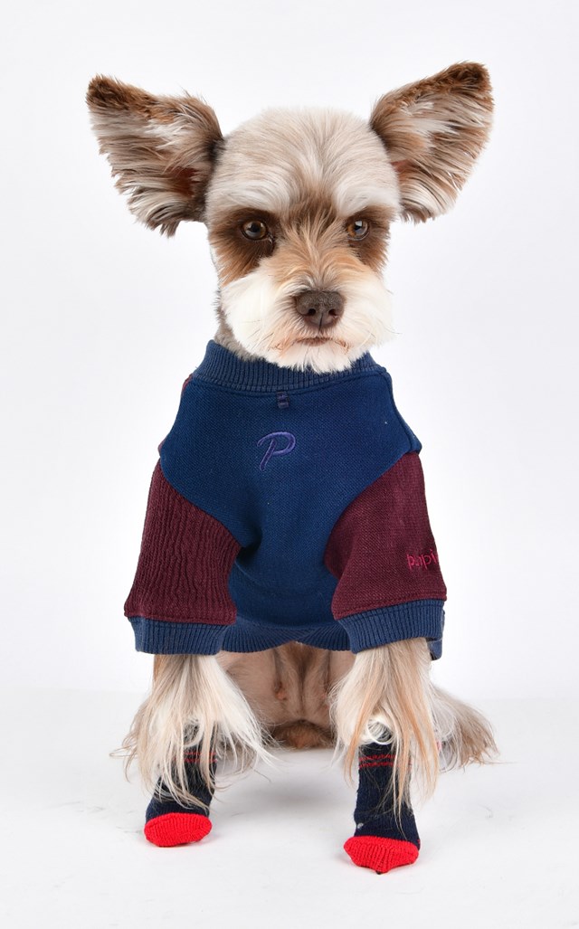 Dylan Navy - Hundstrumpor