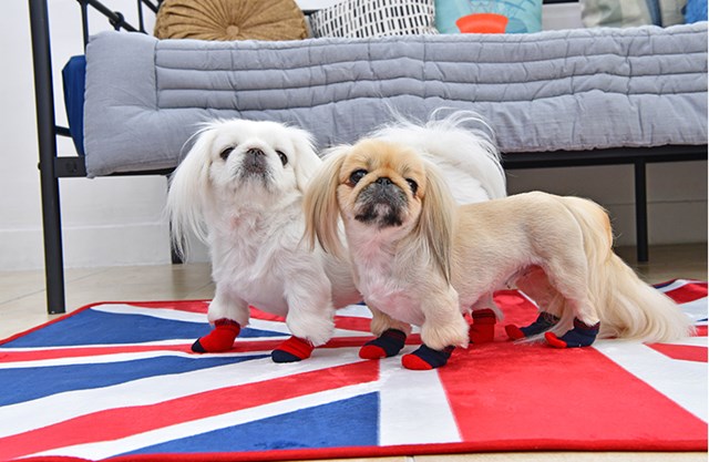 Dylan Red - Hundstrumpor