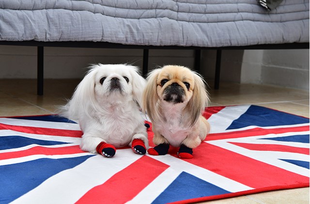 Dylan Red - Hundstrumpor