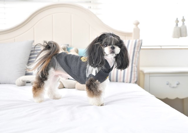 Camp - C. Grey SMALL