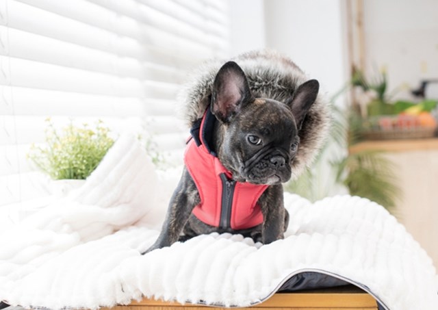 Orson Red/Navy - Hundtäcke med Luva och Integrerad Sele