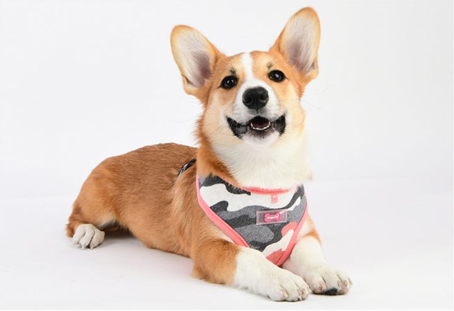 Ensign Pink Camo - Hundsele