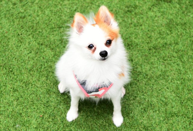 Ensign Pink Camo - Hundsele