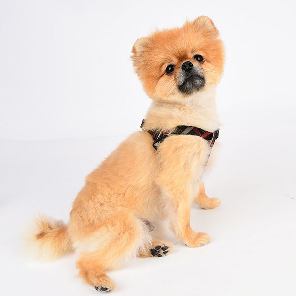 Baxter - Step-in Hundsele