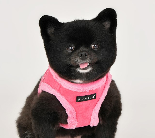 TERRY PINK - FODRAD JACKET HUNDSELE