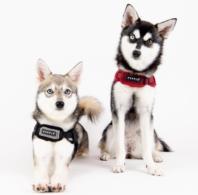 Puppytooth X Black - Step-In Hundsele