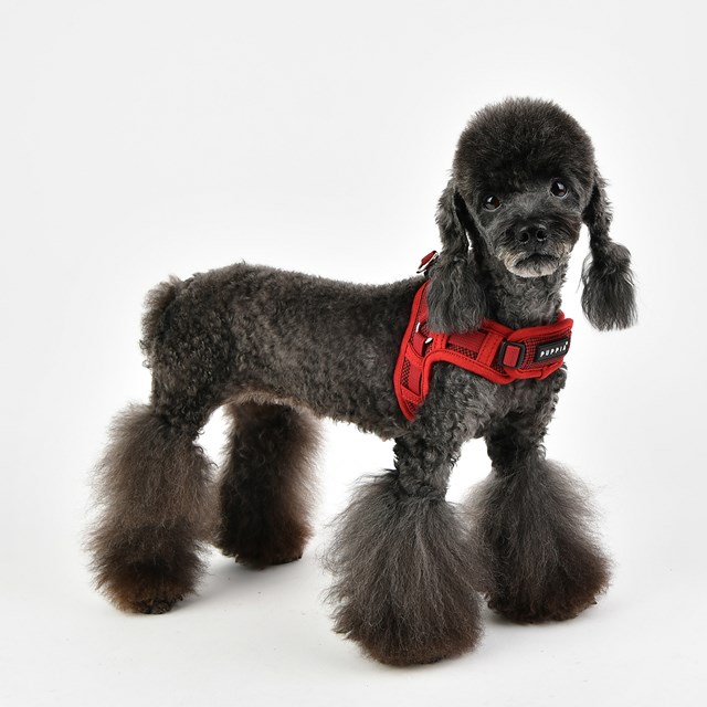 Puppytooth X Wine - Step-in Hundsele