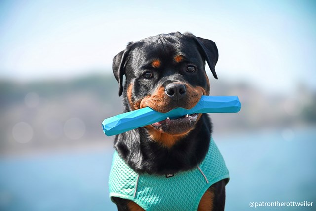 Gnawt-a-Stick Flytande Pinne - METOLIUS BLUE