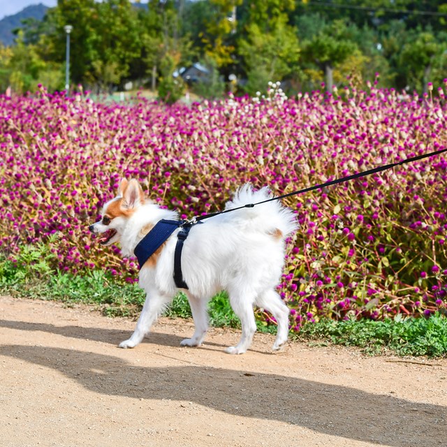 SOFT Navy - Hundsele