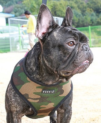 SOFT Camo - Hundsele