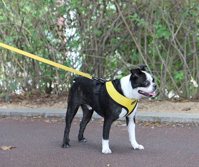 TWO-TONE Yellow - Tygkoppel