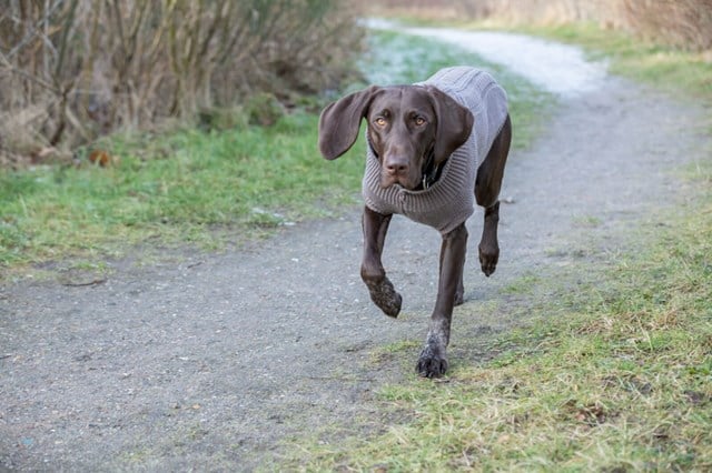 Kenton Grå - Hundtröja