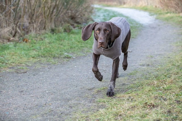 Kenton Svart - Hundtröja