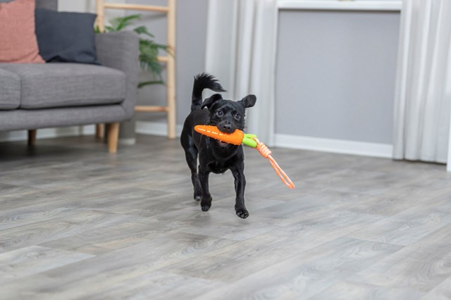 Morot på rep - med pip