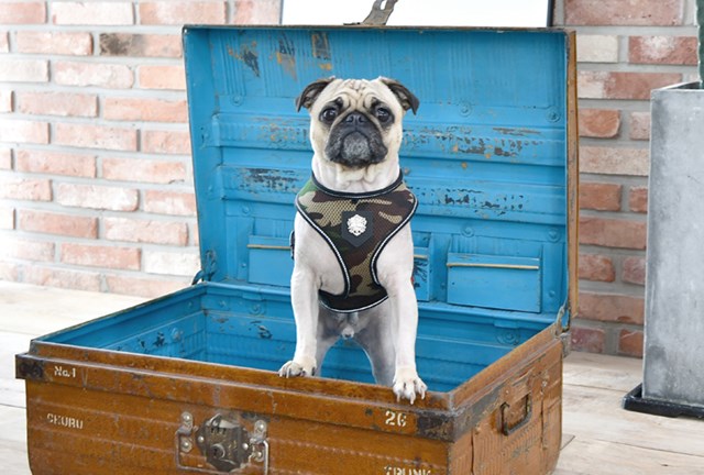 THERMAL SOFT Camo - Hundsele