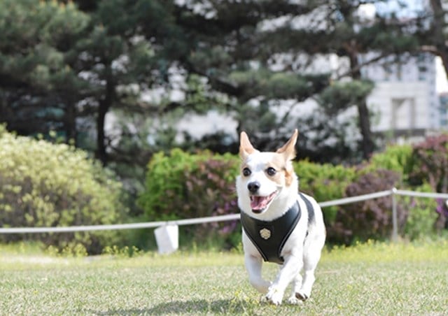 Legacy Black - Hundsele