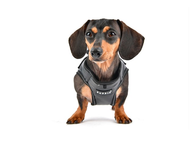 Legacy - Svart Hundsele