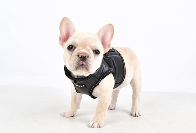 Legacy - Svart Hundsele