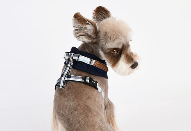 Neil Superior Navy - Hundsele