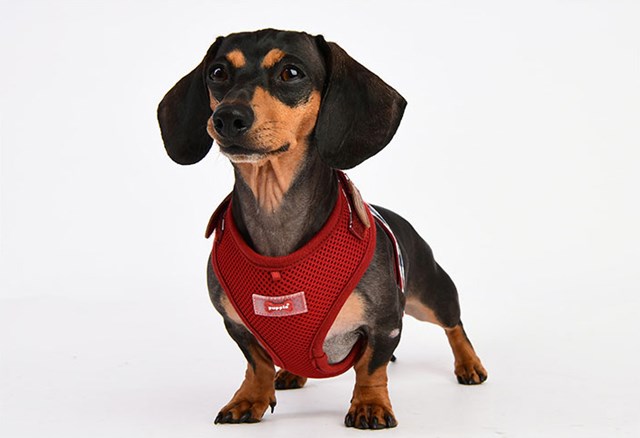 Neil Superior Wine - Hundsele