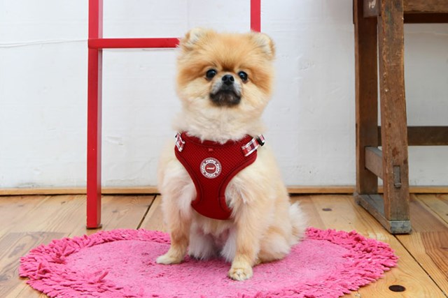 Neil Superior Wine - Hundsele