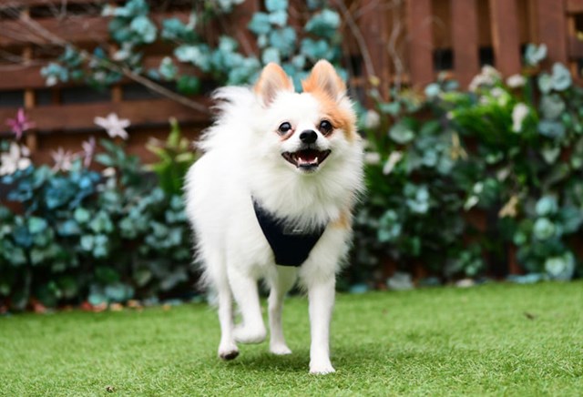 Neil Superior Navy - Hundsele