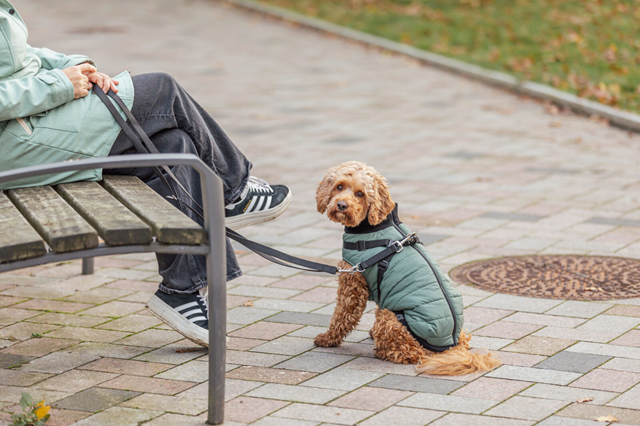 Pontis Hundtäcke med integrerad sele - Sage