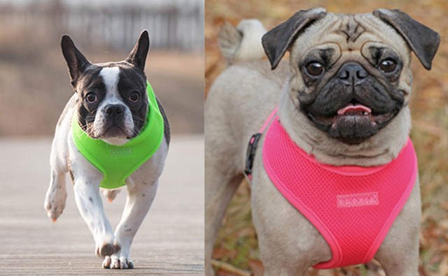 NEON SOFT Pink - Hundsele