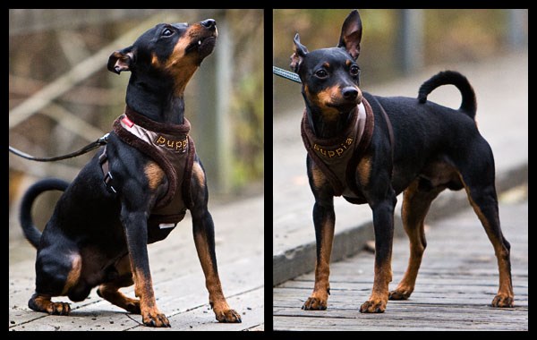 Deluxe Harness Brun - XL