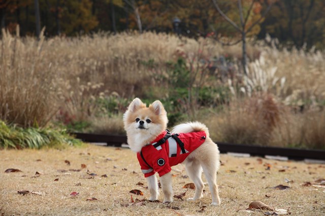Wilderness Red - Regntäcke