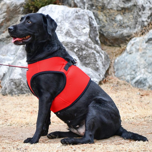 SOFT VEST Red - Hundsele
